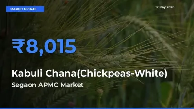 Kabuli Chana(Chickpeas-White) Mandi Rate Today: Segaon APMC Tops the List