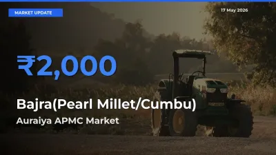Auraiya APMC Emerges as Top Mandi for Bajra(Pearl Millet/Cumbu) Prices Today