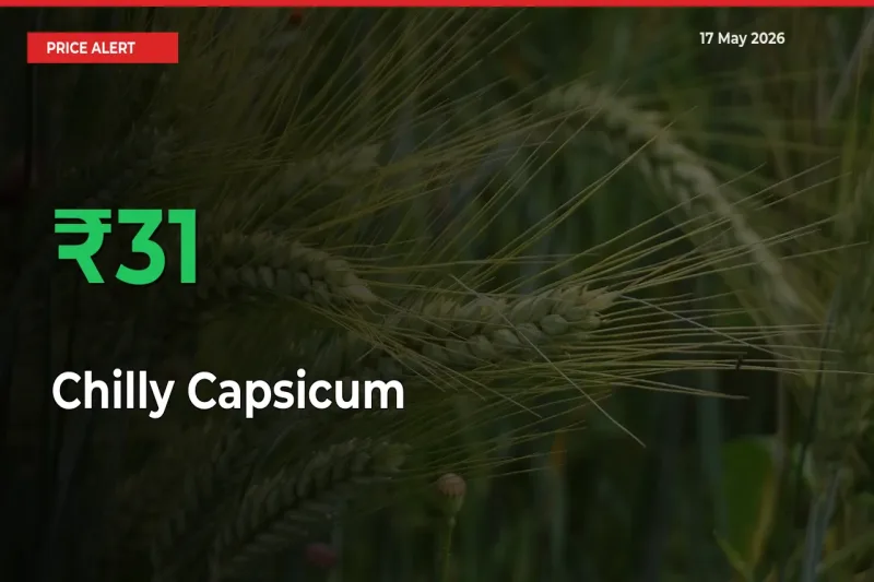 Sharp Jump! Chilly Capsicum Prices Climb 30.55% in 24 Hours at Key Mandis