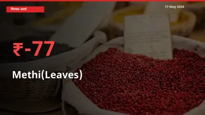 17 May अपडेट: हरी मेथी के दाम मंडी में 77.1% गिरे