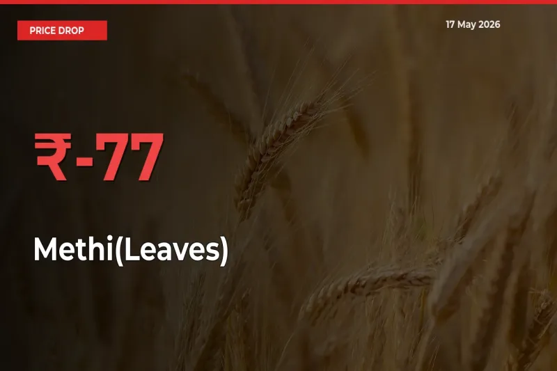 Sharp Fall! Methi(Leaves) Prices Plunge 77.1% in a Day at Key Mandis