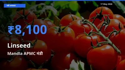 Mandla APMC मंडी में अलसी ₹8,100 पर पहुँचा – आज का सर्वोच्च भाव