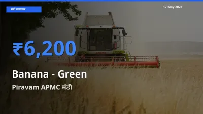 आज का मंडी भाव: केला - हरा के सबसे ज़्यादा दाम Piravam APMC में