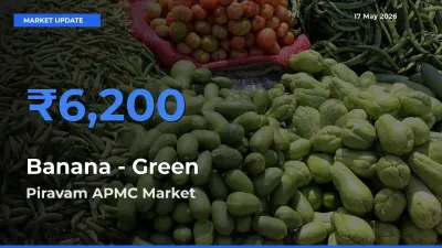 Banana - Green Mandi Rate Today: Piravam APMC Tops the List