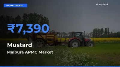 Farmers Prefer Malpura APMC as Mustard Hits Highest Rate