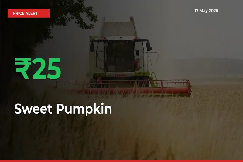 Why Sweet Pumpkin Prices Rose 24.61% in a Day at Mandis