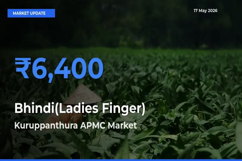 Kuruppanthura APMC Tops Bhindi(Ladies Finger) Rates – May 17 Market Update
