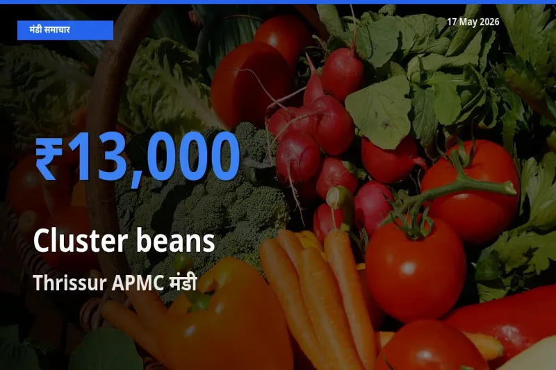 Thrissur APMC मंडी में ग्वार फली ₹13,000 पर पहुँचा – आज का सर्वोच्च भाव