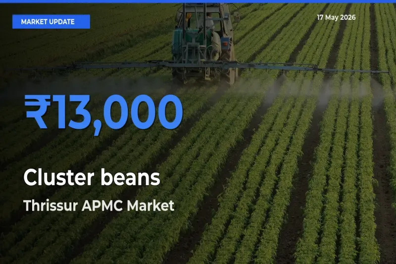 Cluster beans Mandi Rate Today: Thrissur APMC Tops the List
