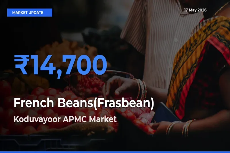 Market Watch: Koduvayoor APMC Becomes Top Mandi for French Beans(Frasbean)