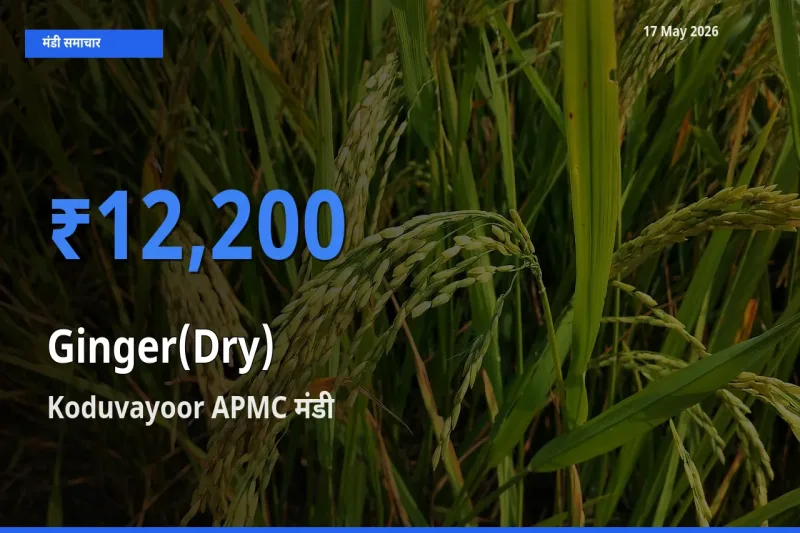 आज अदरक (सूखा) के सबसे ज़्यादा दाम Koduvayoor APMC मंडी में दर्ज
