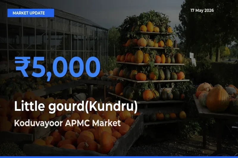 Market Watch: Koduvayoor APMC Becomes Top Mandi for Little gourd(Kundru)