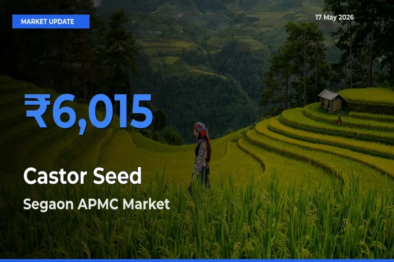 Segaon APMC Tops Castor Seed Mandi Rates Today