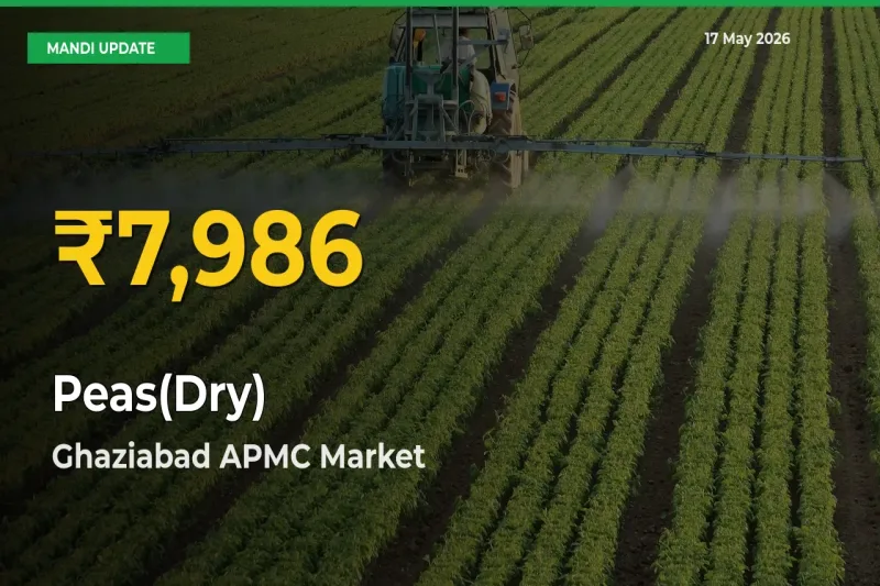 Peas(Dry) Hits Fresh High in Ghaziabad APMC Today