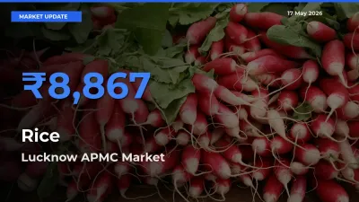 Lucknow APMC Tops Rice Mandi Rates Today