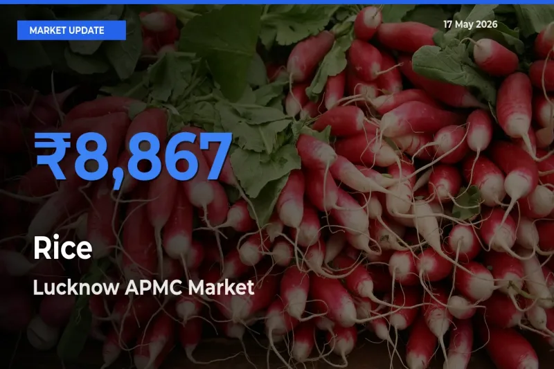 Lucknow APMC Tops Rice Mandi Rates Today