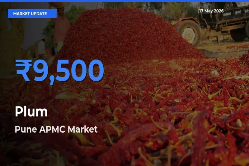 Pune APMC Offers ₹9,500 – Highest Plum Rate Today