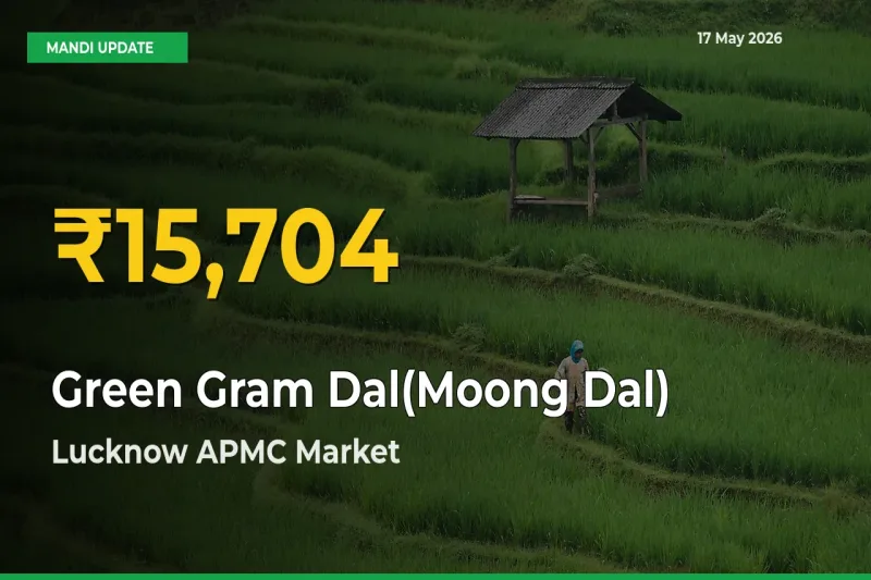 Why Green Gram Dal(Moong Dal) Prices Are Climbing in Lucknow APMC – Today’s New High Explained