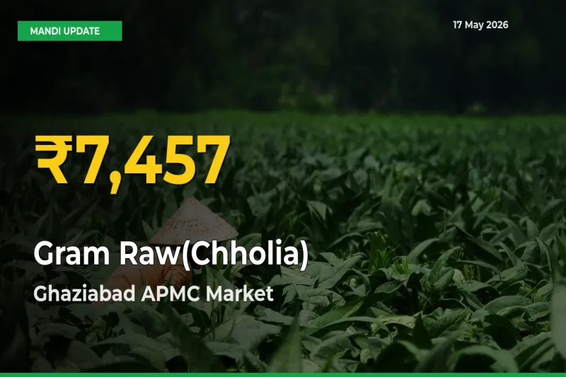 Fresh Record! Gram Raw(Chholia) Price Climbs to New High in Ghaziabad APMC