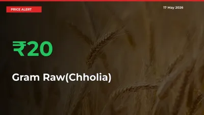 20.3% Spike in Gram Raw(Chholia) Prices – Mandi Sees Sudden Rally