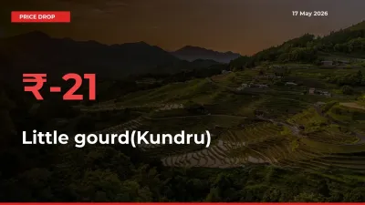 Sharp Fall! Little gourd(Kundru) Prices Plunge 21.2% in a Day at Key Mandis