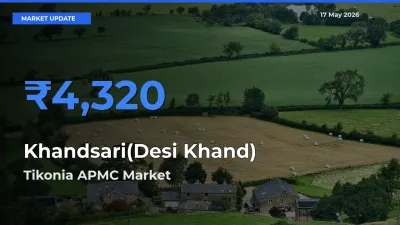 Tikonia APMC Leads as Top Mandi for Khandsari(Desi Khand) Prices