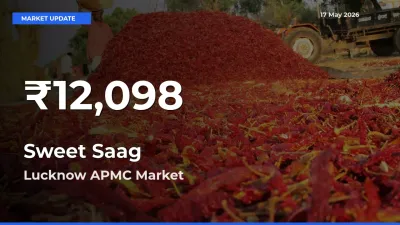 Sweet Saag Mandi Rate Today: 30-Day Low Recorded in Lucknow APMC