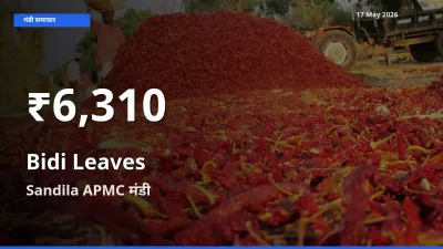 बीड़ी के पत्ते के दाम 30 दिनों के सबसे निचले स्तर पर, Sandila APMC
