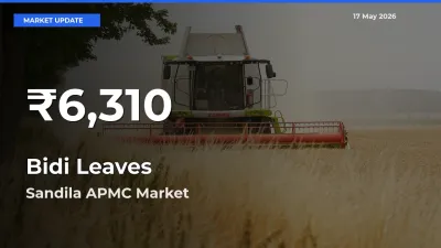 Sharp Fall! Bidi Leaves Prices Drop to 30-Day Low in Sandila APMC