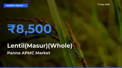Panna APMC Offers ₹8,500 – Highest Lentil(Masur)(Whole) Rate Today