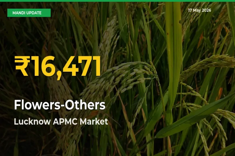 Flowers-Others Prices Soar to Record High in Lucknow APMC – Farmers Alert Today