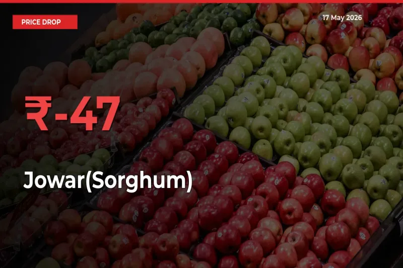 46.57% Drop in Jowar(Sorghum) Prices – Mandi Sees Sudden Fall