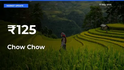Chow Chow Mandi Prices Move in Sync Across Major Markets Today