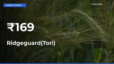 Ridgeguard(Tori) Trend Strengthens Across Major Mandis