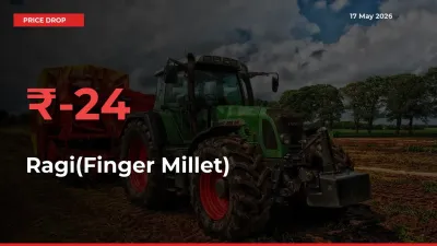 This Mandi Records 23.64% Fall in Ragi(Finger Millet) Prices