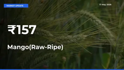 Mango(Raw-Ripe) Mandi Prices Move in Sync Across Major Markets Today