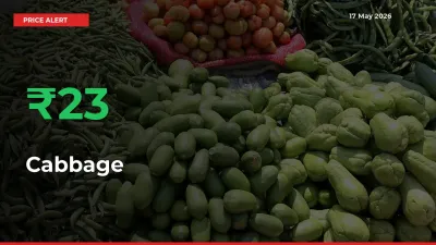 23.4% Spike in Cabbage Prices – Mandi Sees Sudden Rally