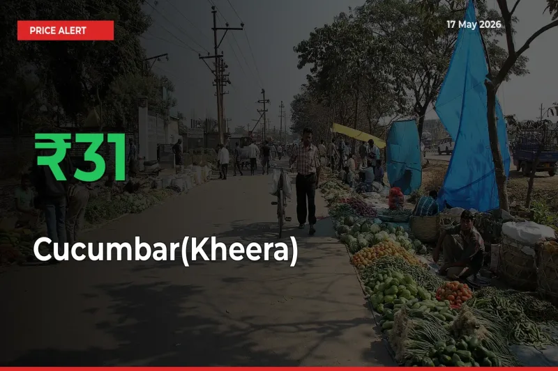 Cucumbar(Kheera) Rises 30.68% at Mandis