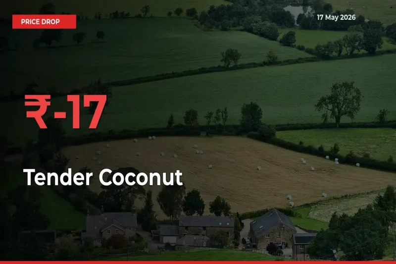 Sudden Shock! Tender Coconut Drops 17.33% in 24 Hours at Top Mandis