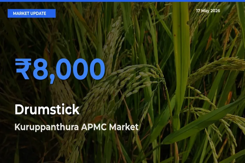 Kuruppanthura APMC Emerges as Top Mandi for Drumstick Prices Today