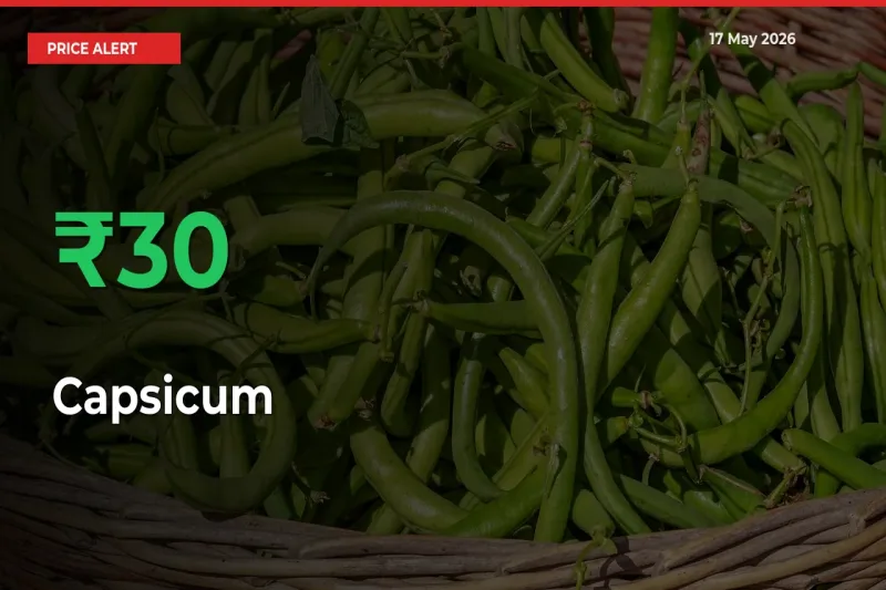 Capsicum Prices Rise 30.26% in a Day at Major Mandis