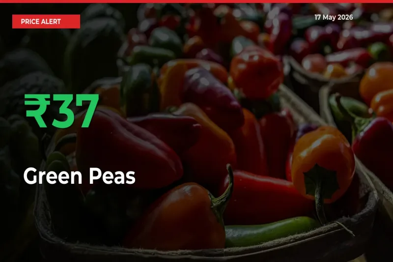 Sharp Jump! Green Peas Prices Climb 36.66% in 24 Hours at Key Mandis