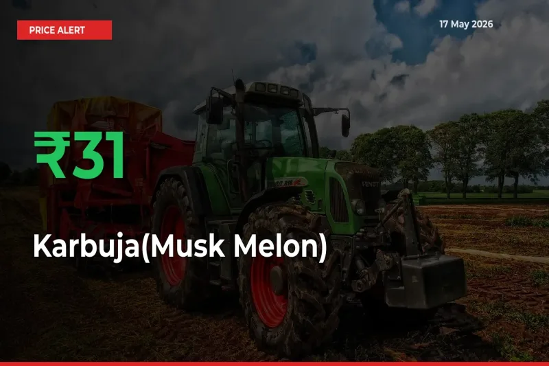 Karbuja(Musk Melon) Mandi Rate Today: Prices Jump 31.46% at Market