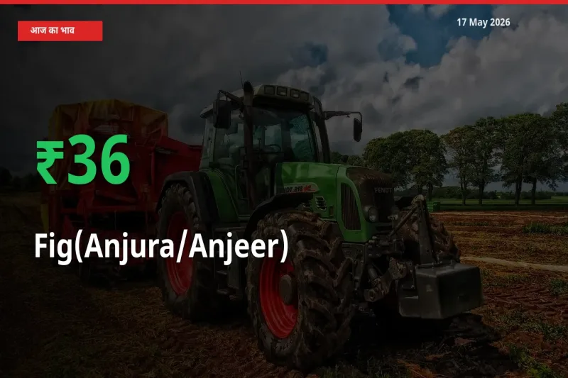 किसानों के लिए खुशखबरी! स्थानीय मंडी में अंजीर 35.87% उछला