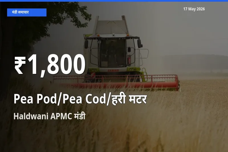 किसानों के लिए चिंता का विषय? मटर की फली के दाम Haldwani APMC में 30 दिन के न्यूनतम स्तर पर