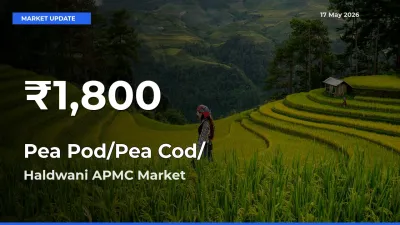 Pea Pod/Pea Cod/हरी मटर Prices Touch 30-Day Low in Haldwani APMC – May 17 Update