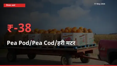38.05% की गिरावट! मंडी में मटर की फली के दाम अचानक टूटे