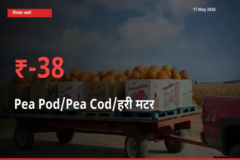 38.05% की गिरावट! मंडी में मटर की फली के दाम अचानक टूटे