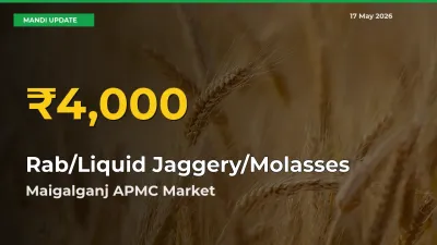 Farmers Benefit as Rab/Liquid Jaggery/Molasses Rate Touches New High in Maigalganj APMC