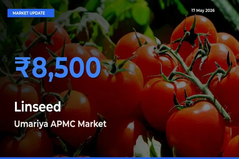 Umariya APMC Offers ₹8,500 – Highest Linseed Rate Today